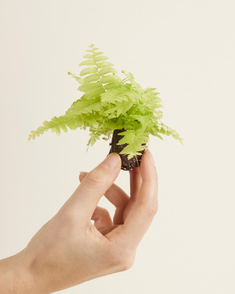 plnts-babyplnts-nephrolepis-blonde-schwertfarn-baby-10-cm image 2