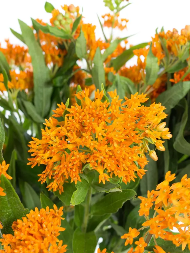 blumigo-asclepias-tuberosa-schnittblume-orange image 1