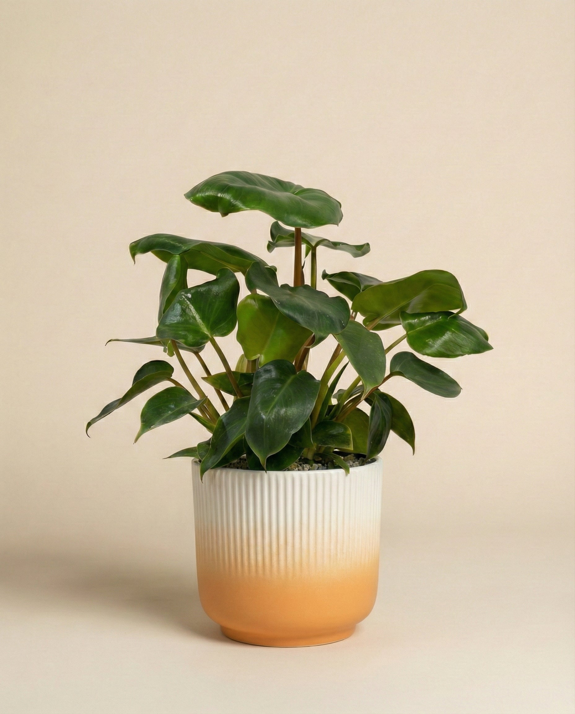 feey-variado-philodendron-burle-marx-zimmerpflanze-ohne-bertopf image 7