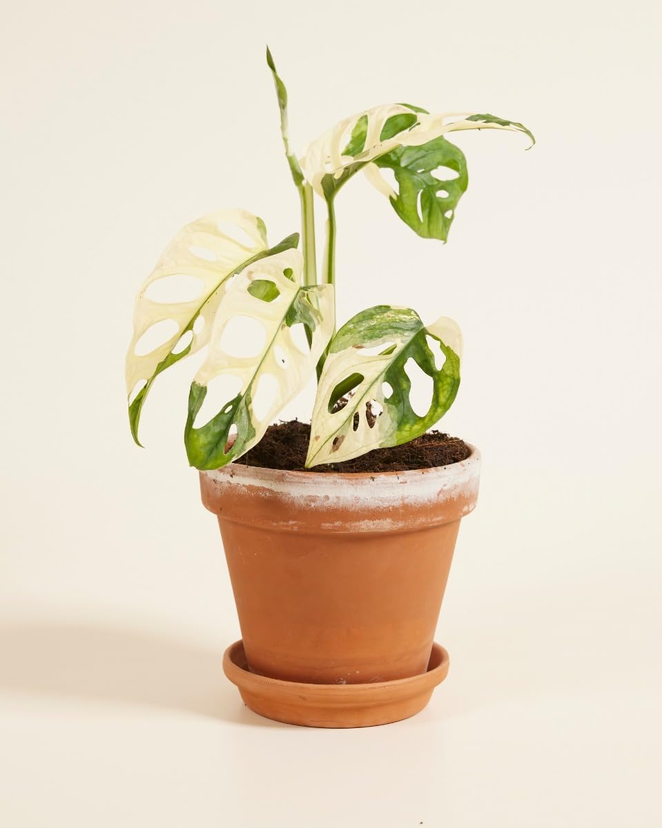 plnts-rareplnts-monstera-adansonii-variegated-zimmerpflanze-25cm image 6