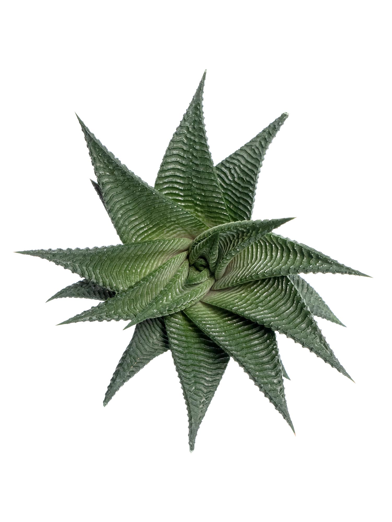 blumigo-blattwerk-aloe-cosmo-sukkulente-gr-n image 1