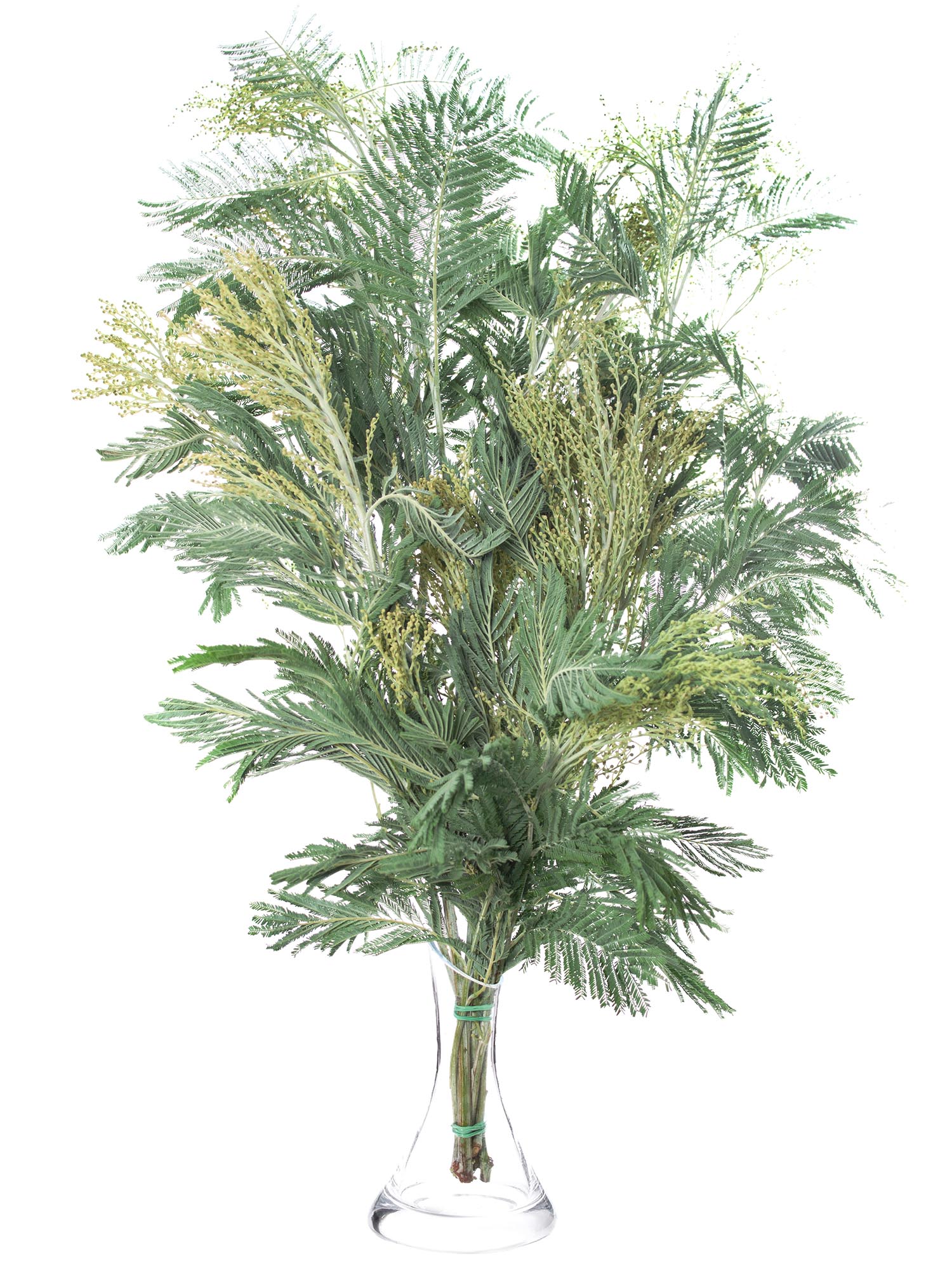 blumigo-exklusives-greenery-mimose-silvermoon-schnittblume-gr-n-silber image 2