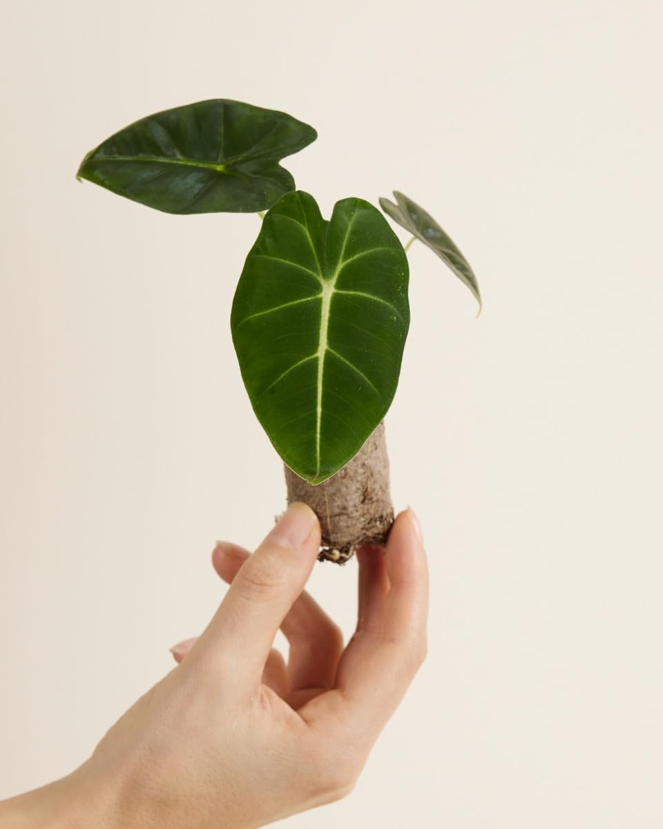 plnts-baby-alocasia-frydek-zimmerpflanze-steckling-15cm image 2