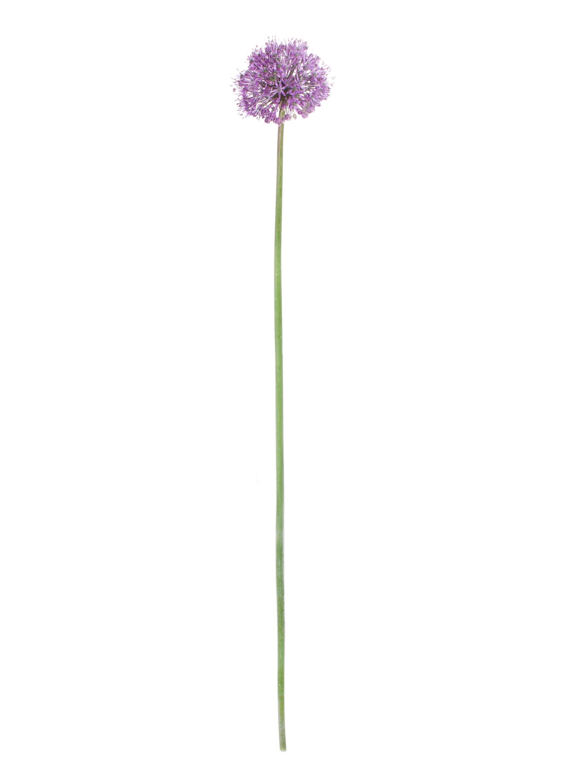 blumigo-fr-hlingsknollen-allium-gladiator-blume-lila image 3