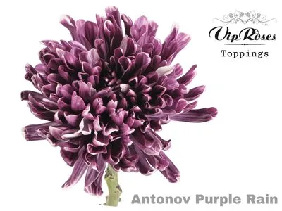 blumigo-chrysanthemen-antonov-purple-rain-chrysantheme-violett image 1