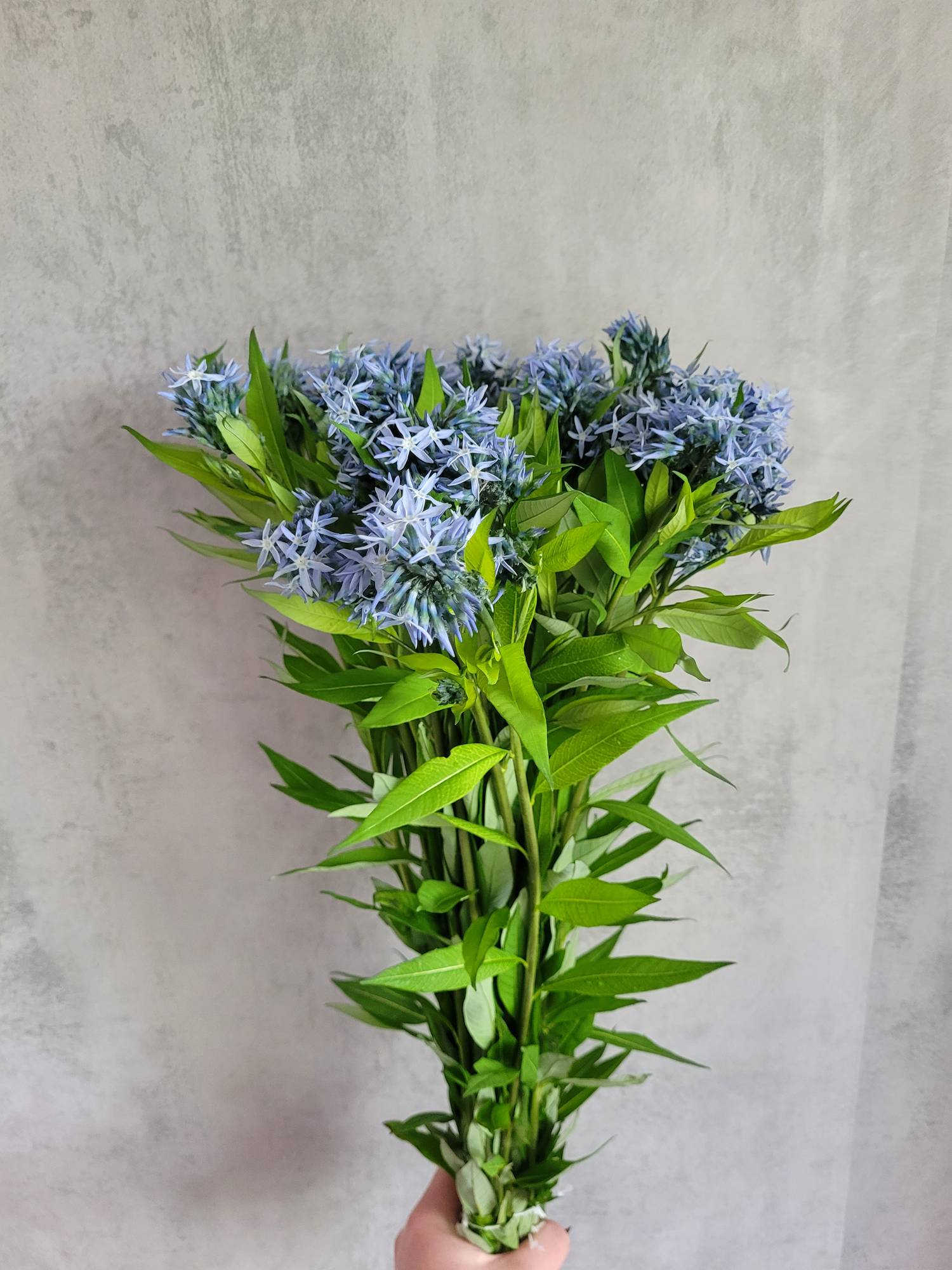 blumigo-blattwerk-blausternbusch-amsonia-night-sky-bindegr-n-blau image 2