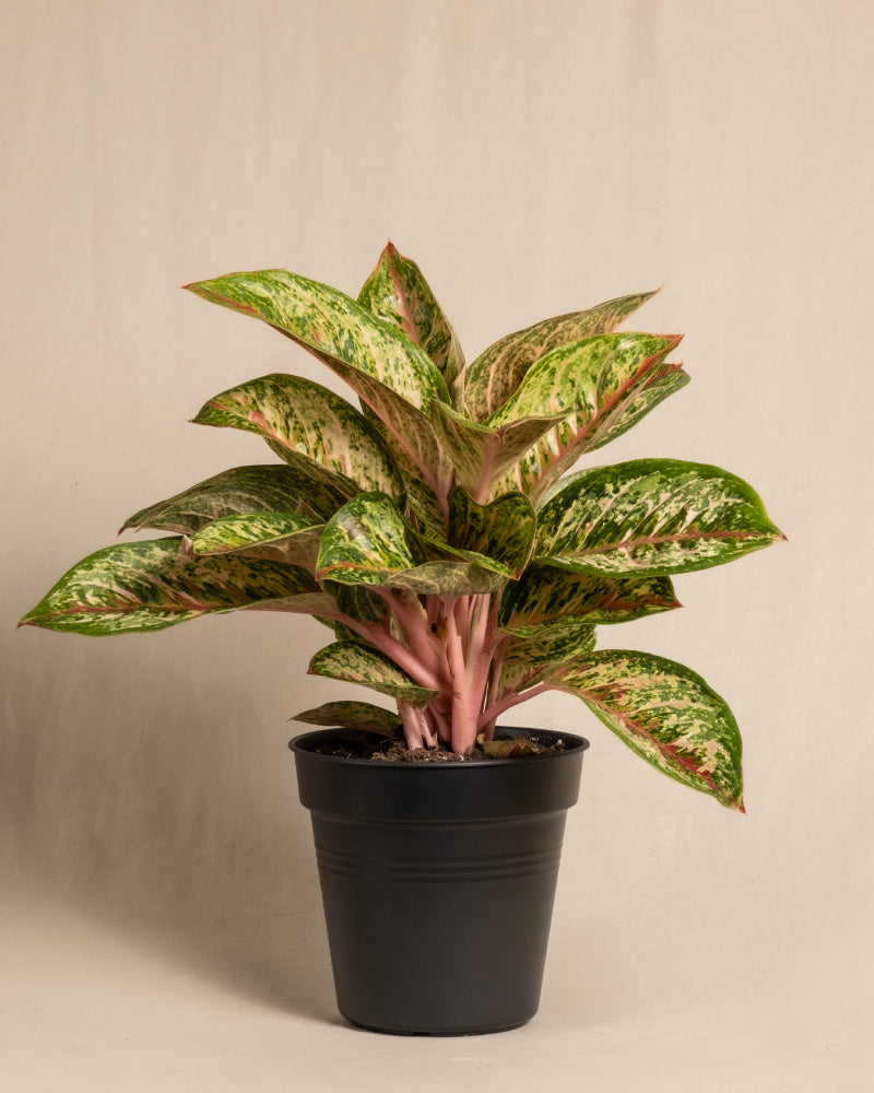 feey-variado-aglaonema-painted-celebration-zimmerpflanze-bunt image 3