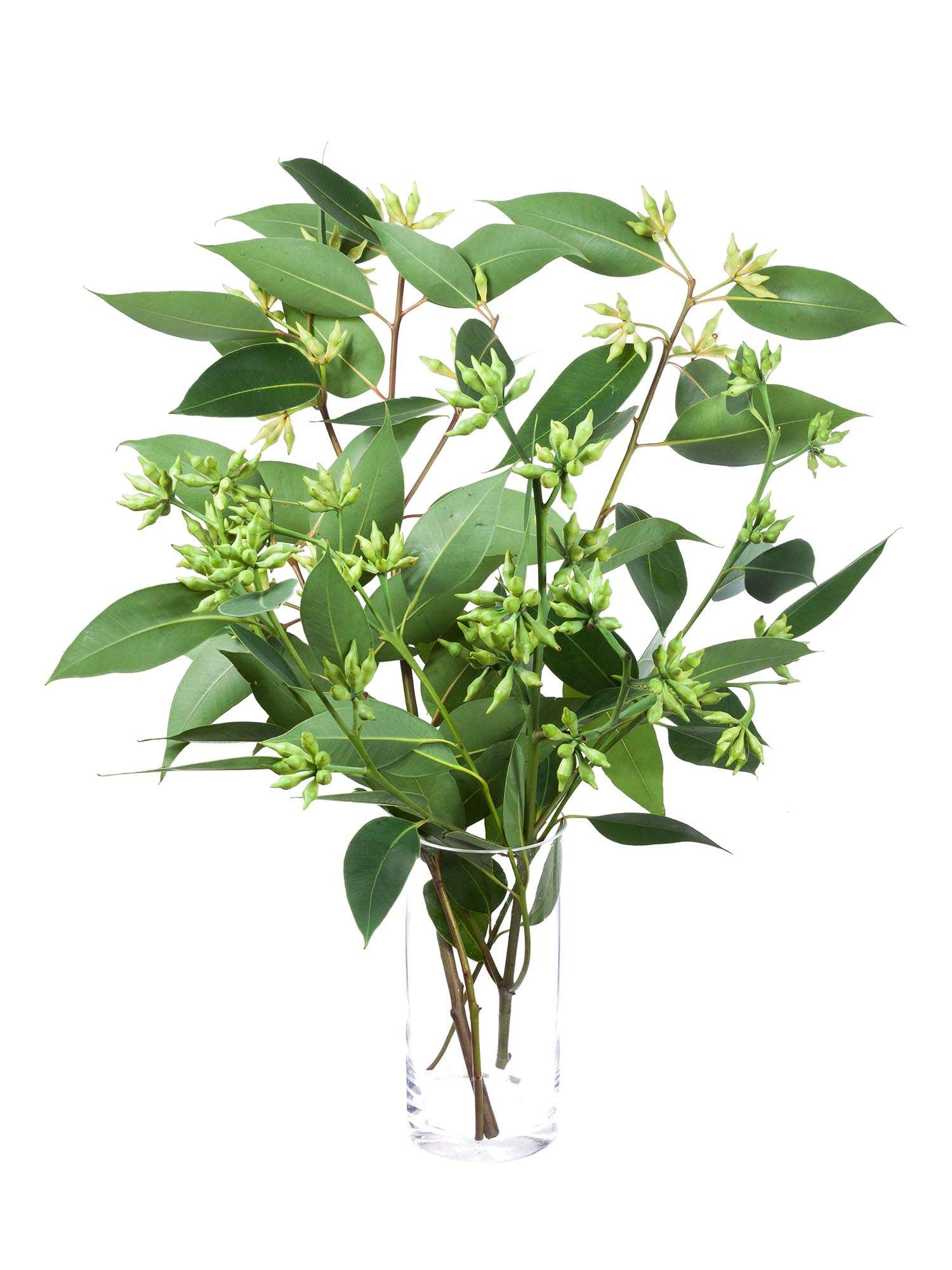 blumigo-eukalyptus-robusta-mit-frucht-bindegr-n-gr-n image 2