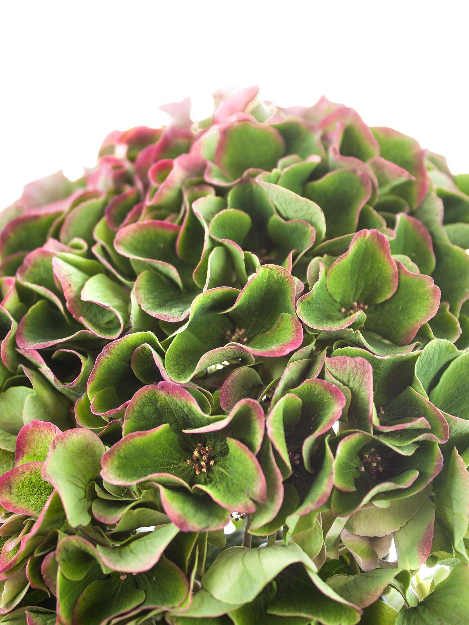 blumigo-hortensien-opal-classic-hortensie-gr-n-rot image 3