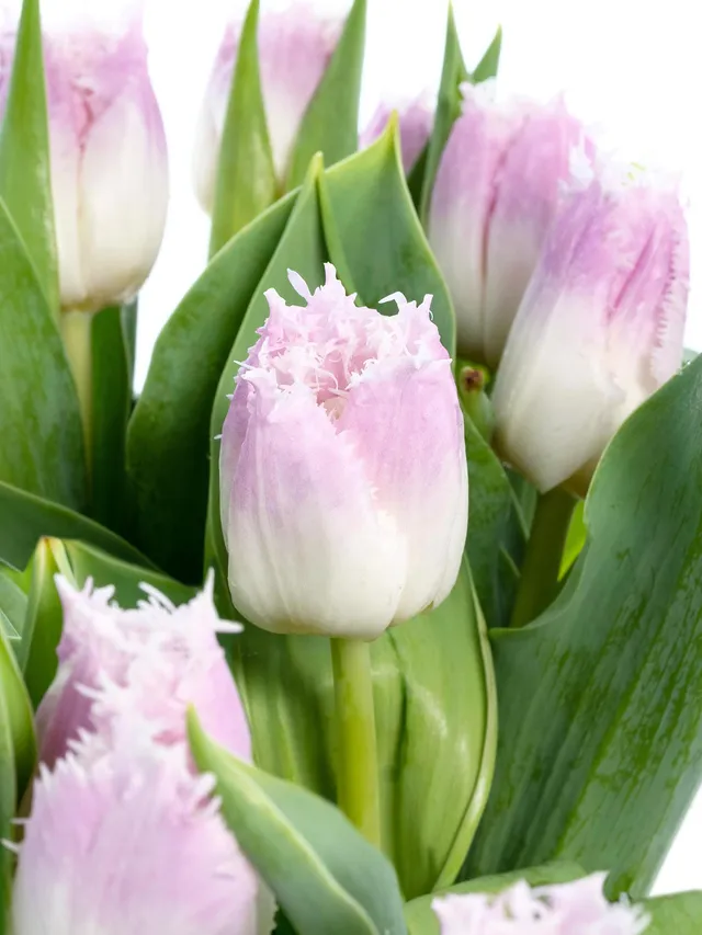 blumigo-tulpen-oviedo-gefranste-tulpen-wei-rosa-8-tage-frisch image 1