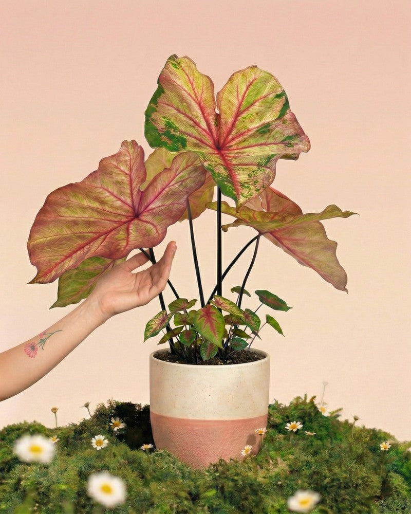 feey-variado-caladium-autumn-beauty-zimmerpflanze-ohne-bertopf image 1