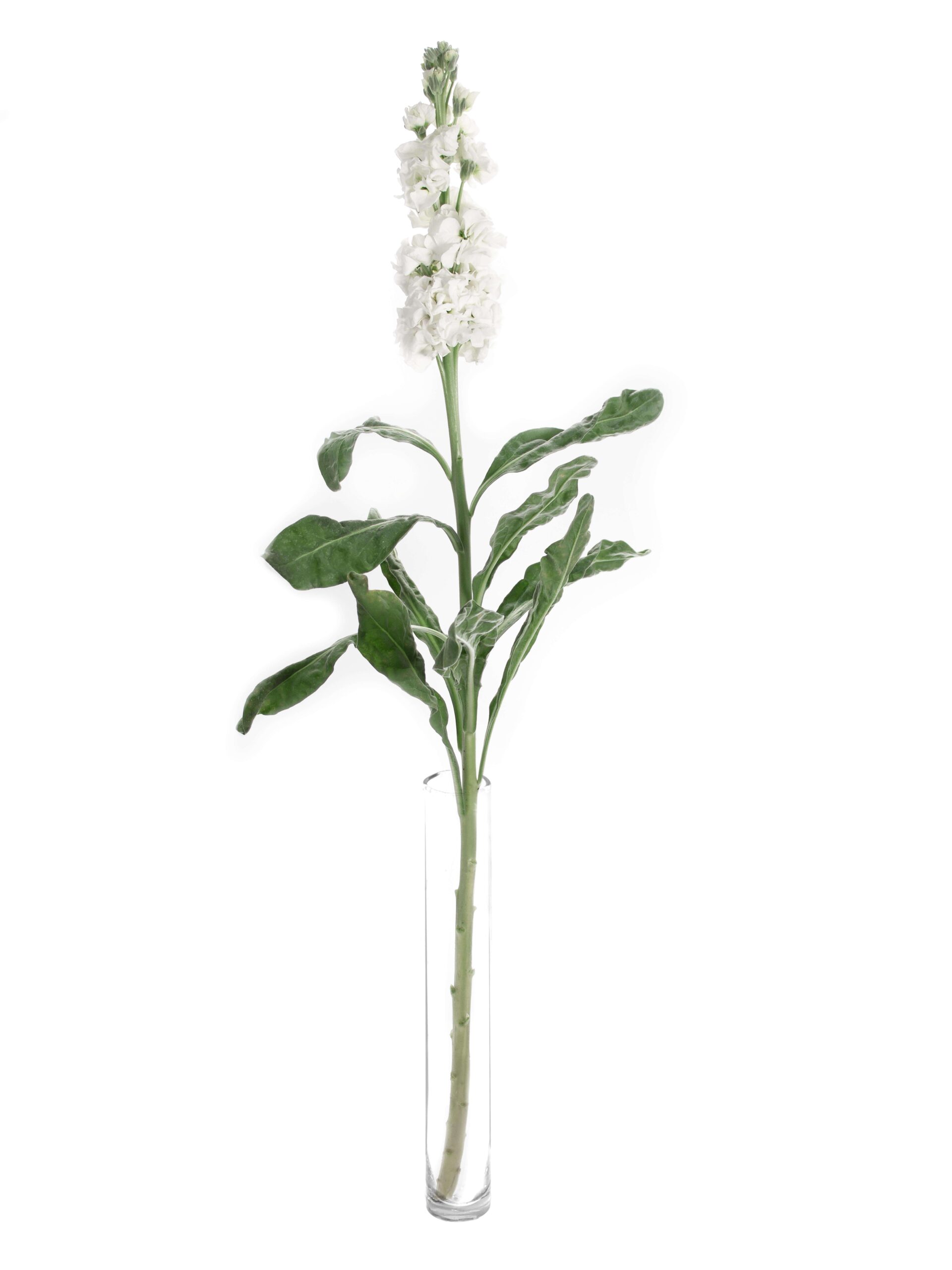 blumigo-levkojen-xl-wei-e-schnittblumen-frisch-duftend image 3