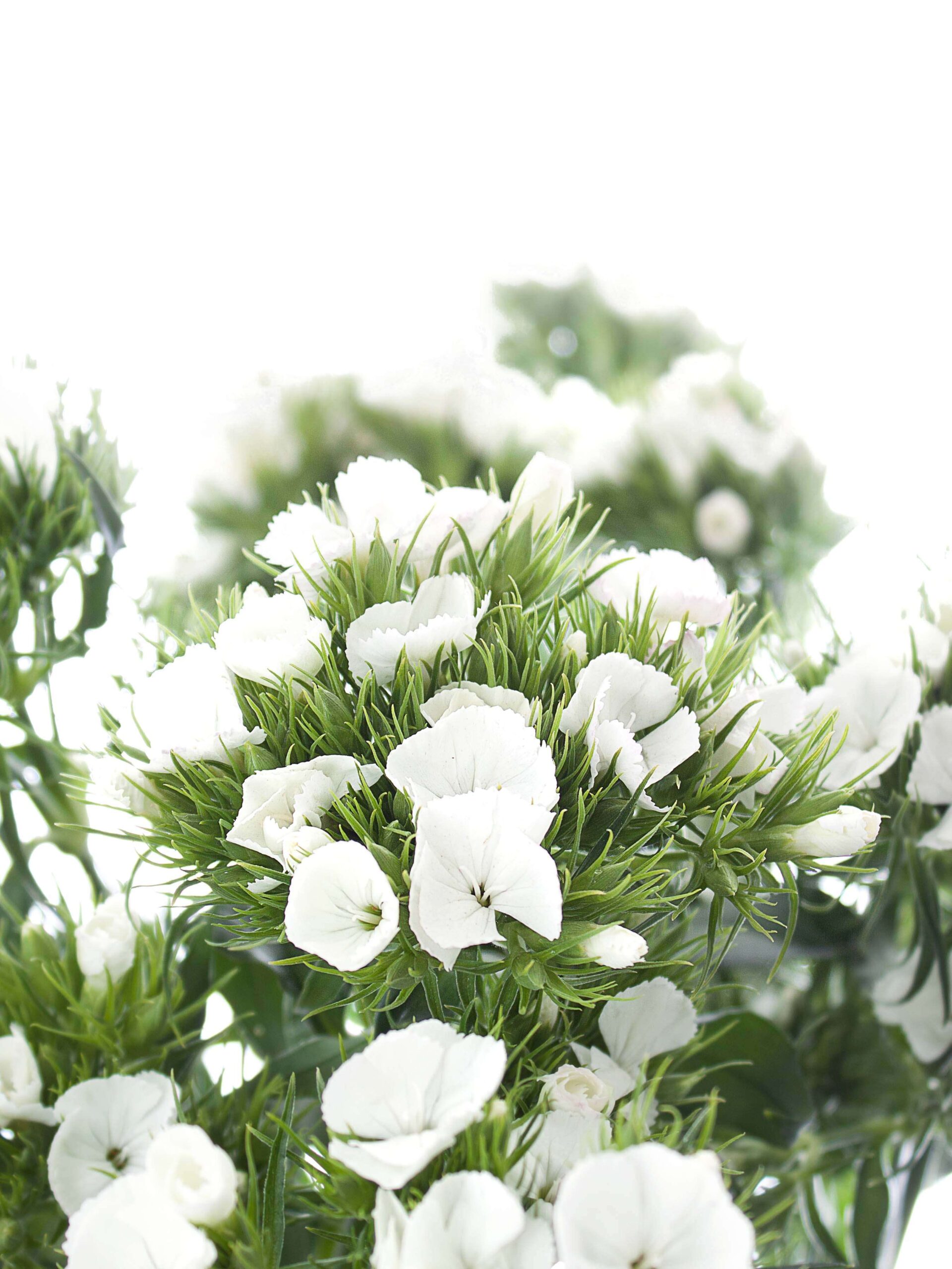 blumigo-nelken-bartnelken-schnittblume-wei image 5