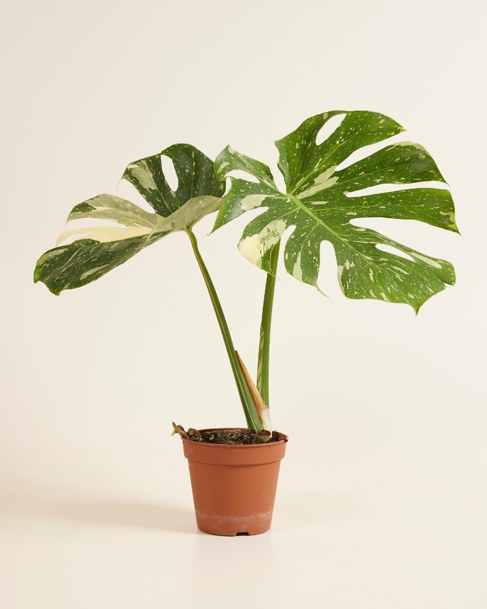 plnts-rareplnts-monstera-thai-constellation-fensterblatt-60cm image 4