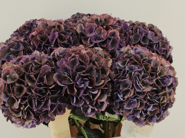 blumigo-magical-pink-ruby-hortensie-xl-aubergine-violett image 1