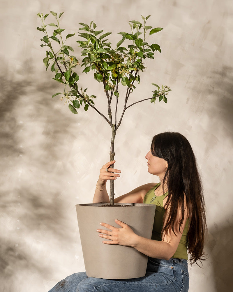 feey-amsterdam-malus-domestica-braeburn-patio-apfelbaum-essbar image 7