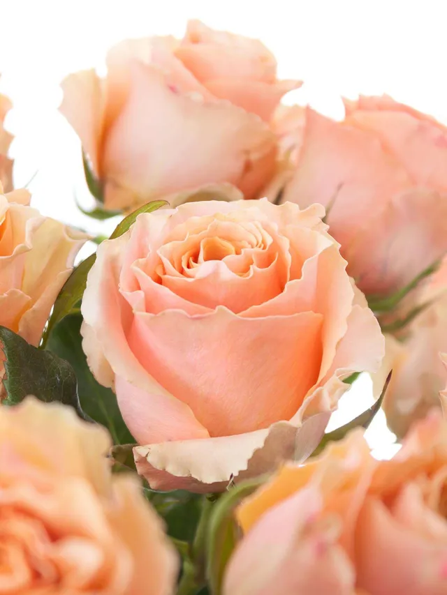 blumigo-rosen-shimmer-schnittrose-apricot-creme-pastell image 1