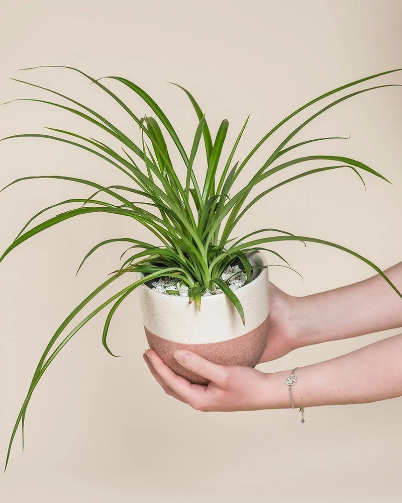 feey-variado-gr-ne-gr-nlilie-chlorophytum-tierfreundlich image 1