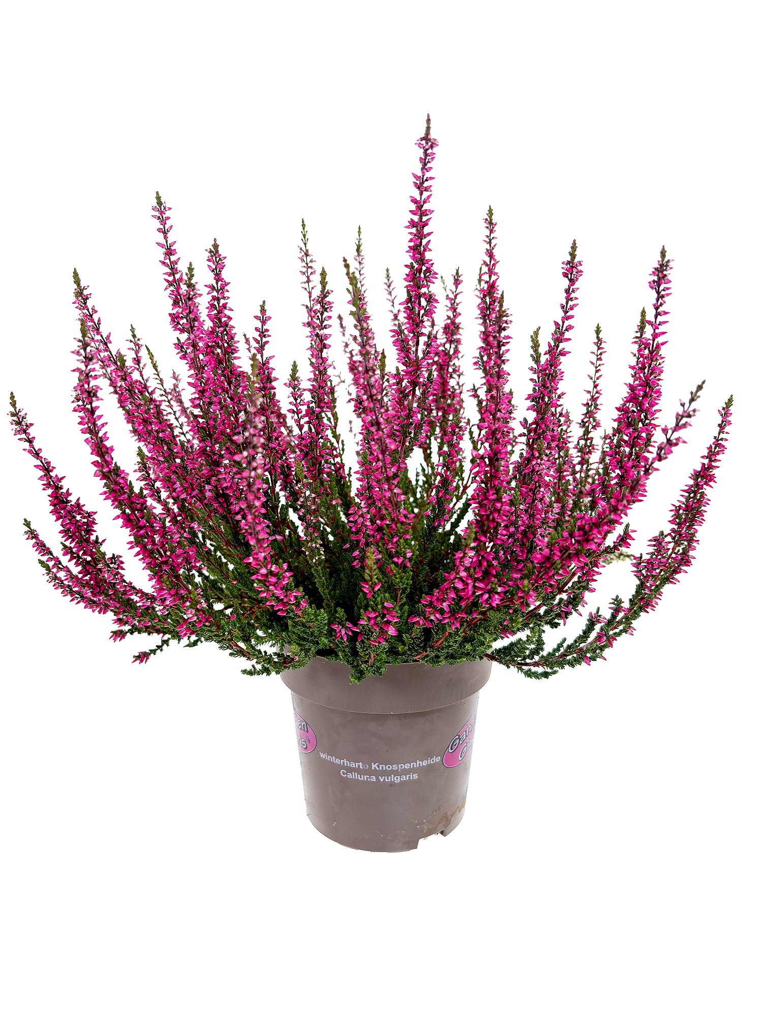 blumigo-herbstdeko-heide-im-topf-topfpflanze-pink image 3