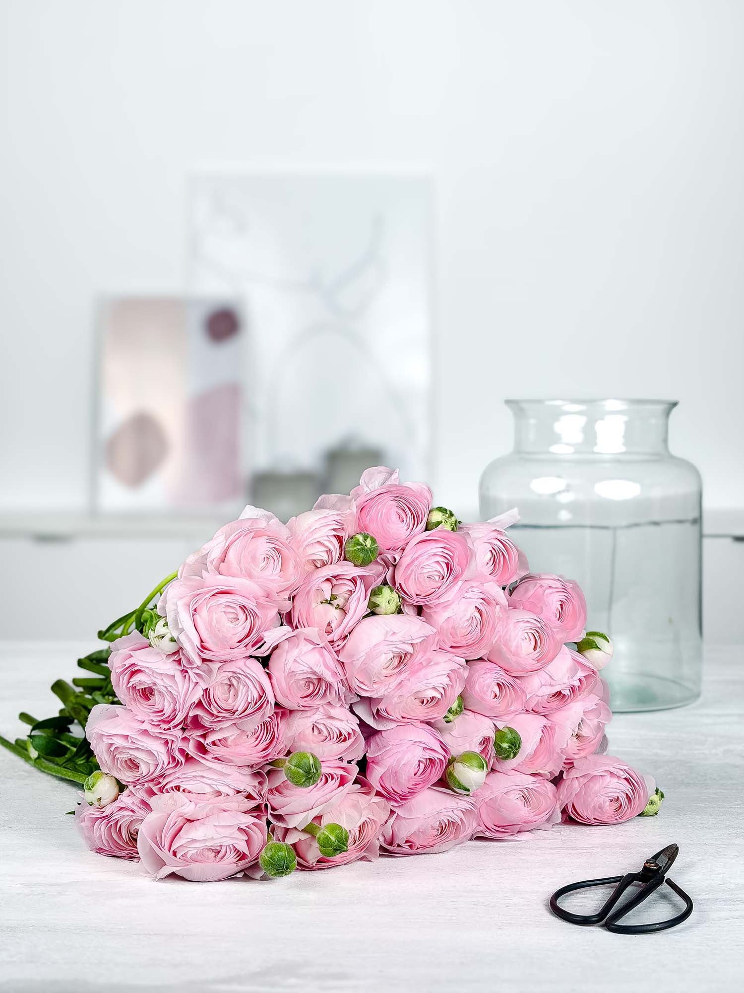 blumigo-ranunkeln-cloni-hanoi-pink-xl-rosa image 3
