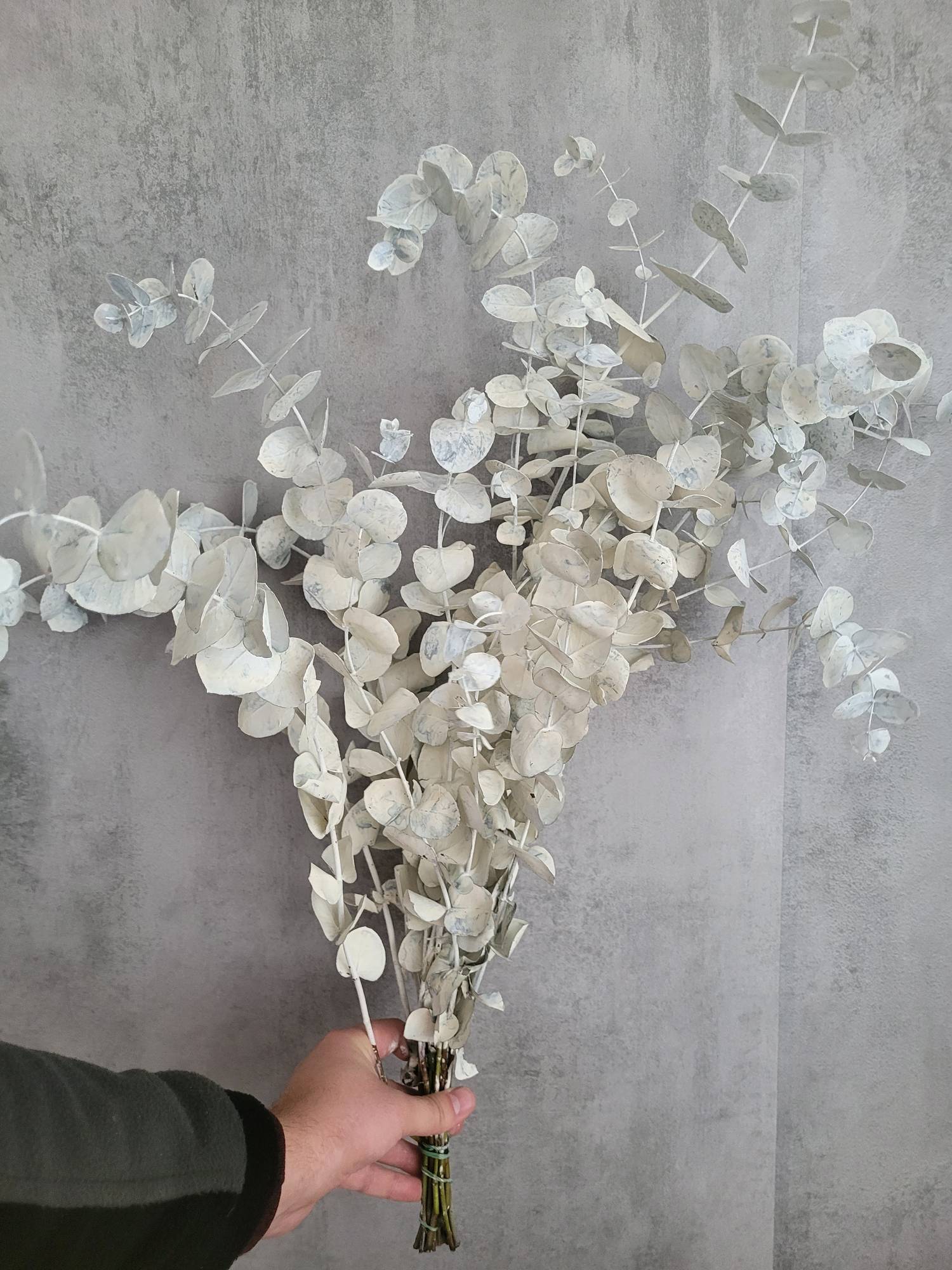 blumigo-eukalyptus-cinerea-painted-eukalyptuszweig-wei-trockendeko image 2
