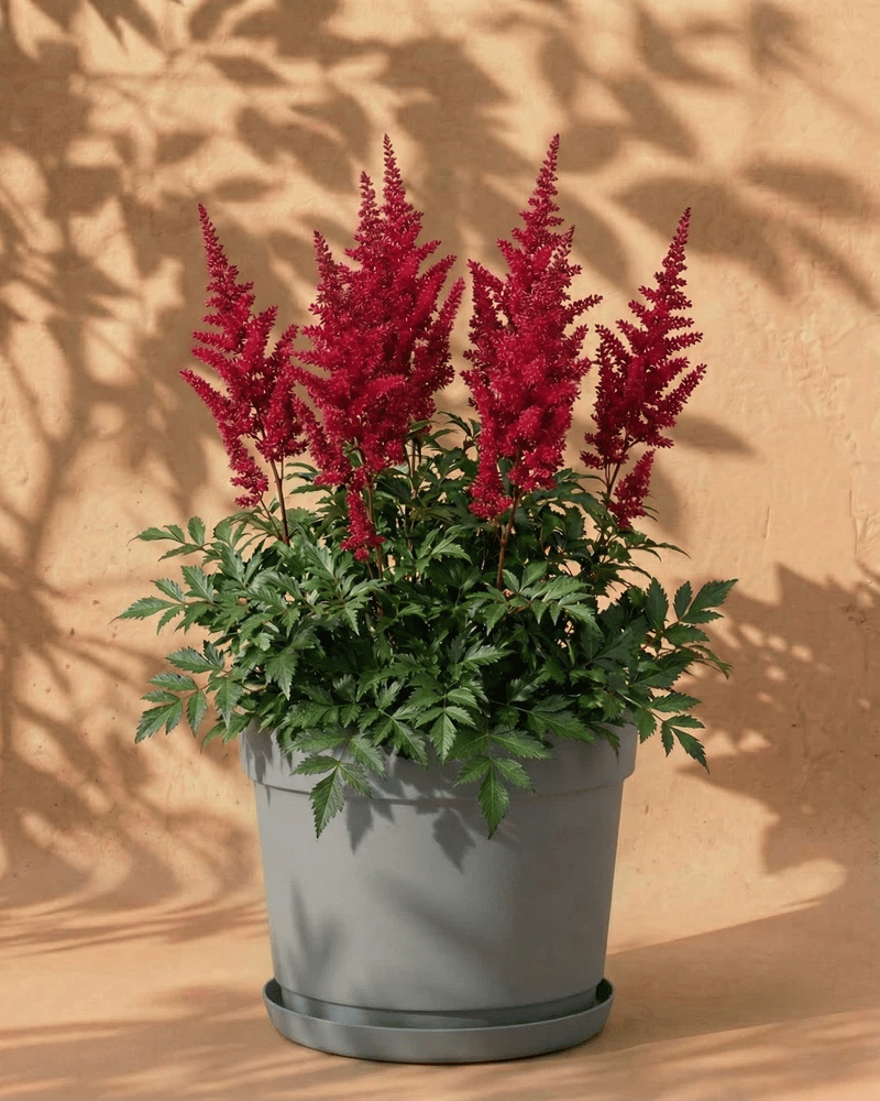 feey-amsterdam-astilbe-pink-3-stk-zum-eingraben-winterhart image 7