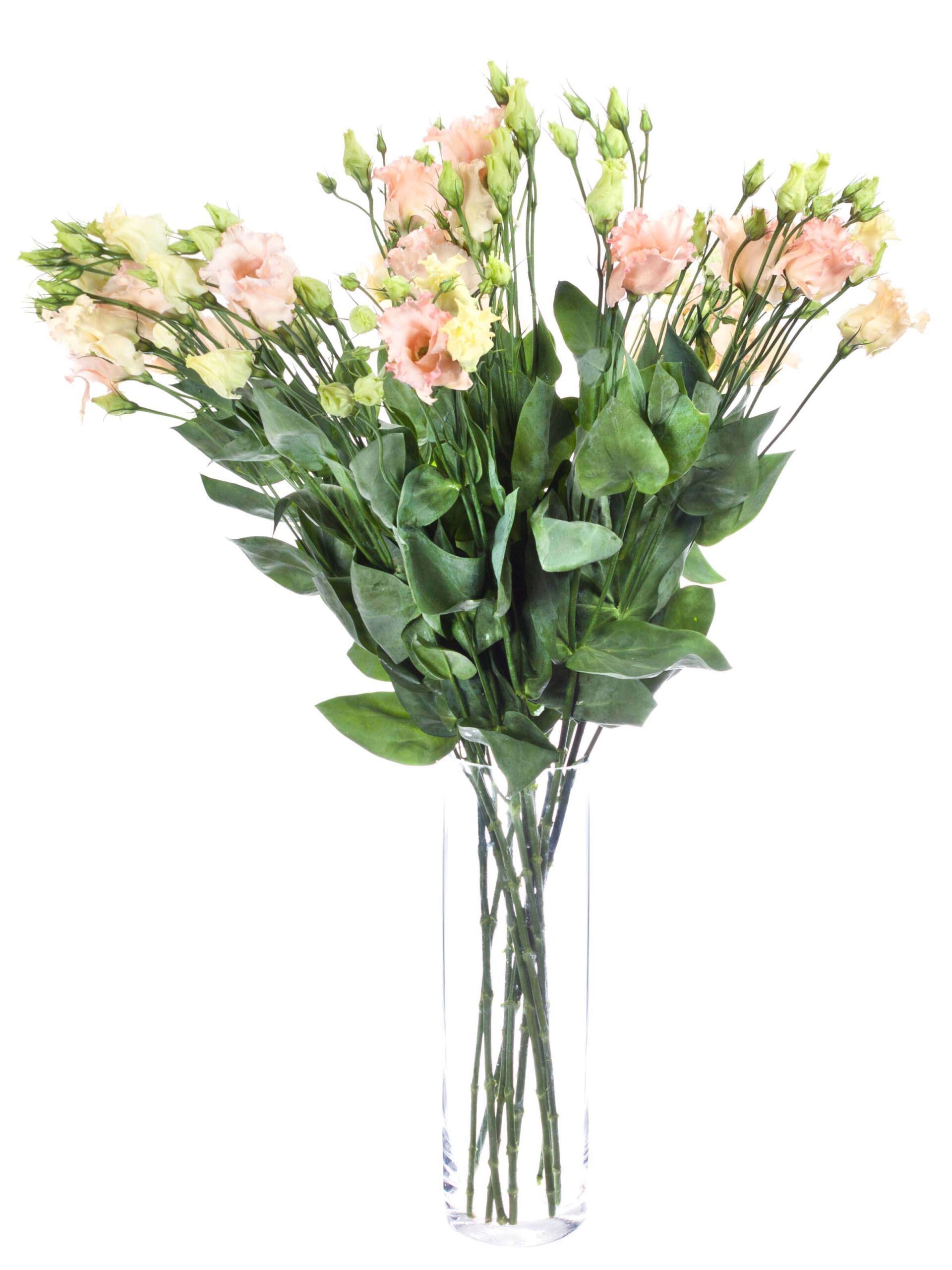 blumigo-lisianthus-falda-apricot-schnittblume-apricot-creme image 4