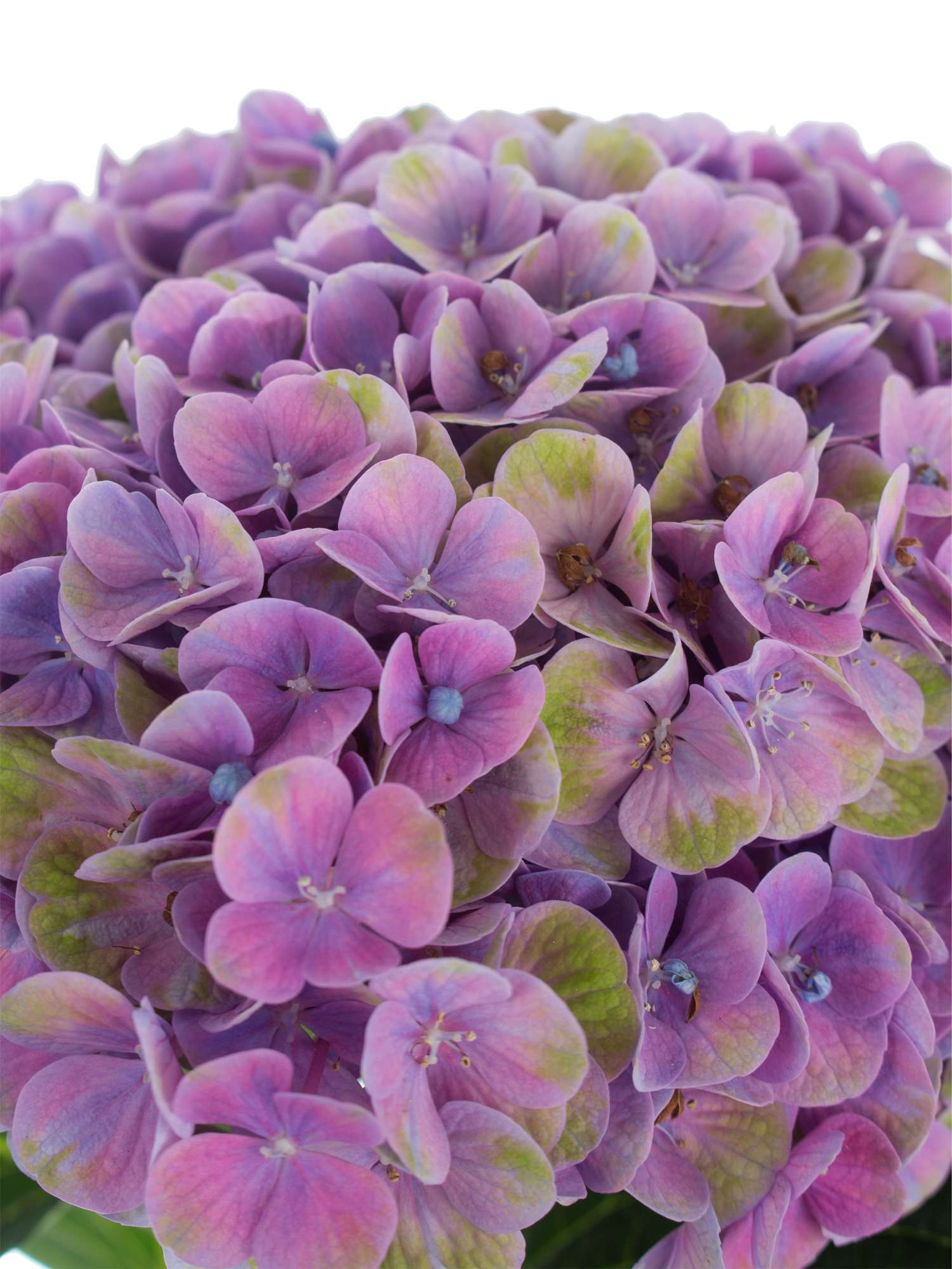 blumigo-hortensie-magical-coral-schnittblume-blau-lila-gr-n image 6