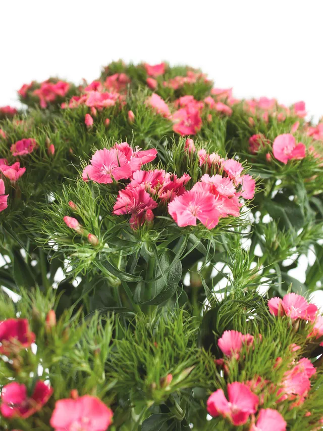 blumigo-nelken-bartnelken-pink-ros-schnittblumen image 1