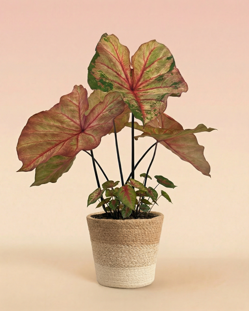 feey-variado-caladium-autumn-beauty-zimmerpflanze-ohne-bertopf image 6