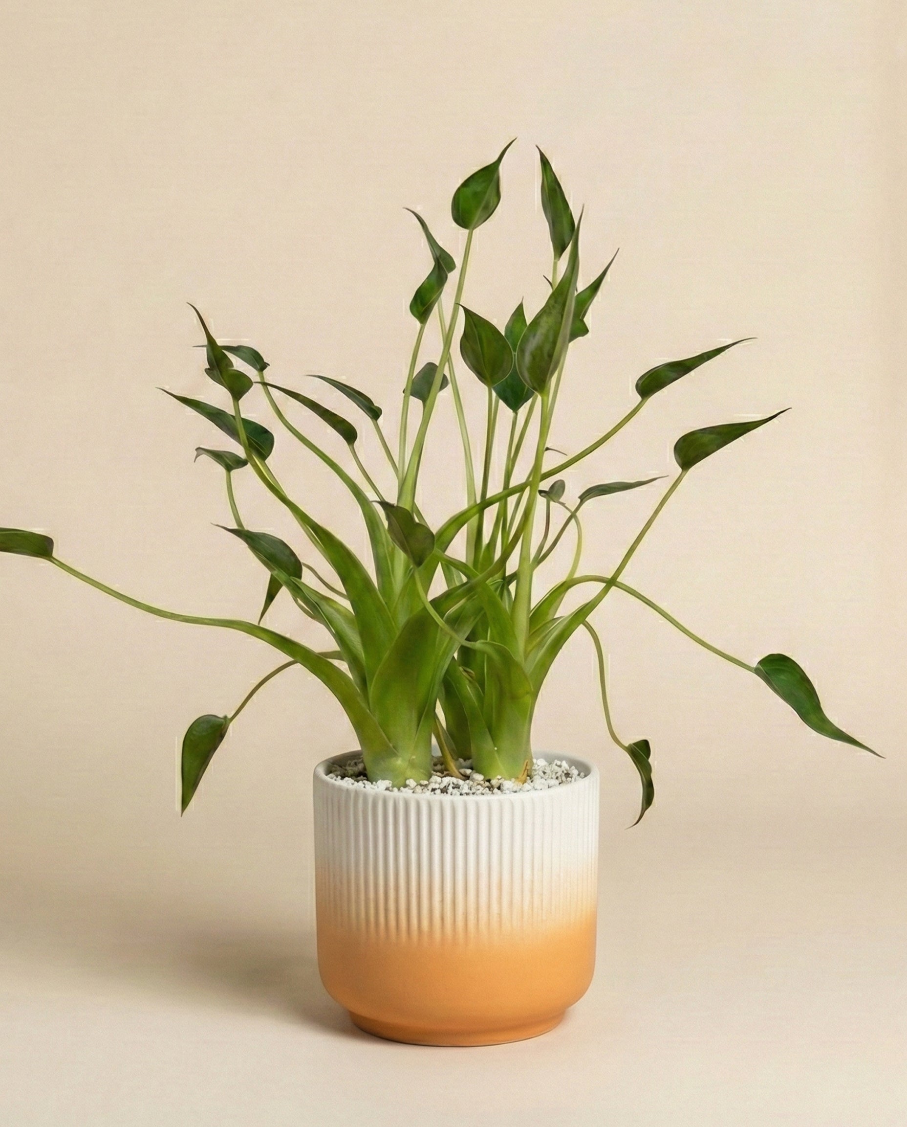 feey-tiny-dancer-alocasia-pfeilblatt-klein-bis-mittel-ohne-bertopf image 6