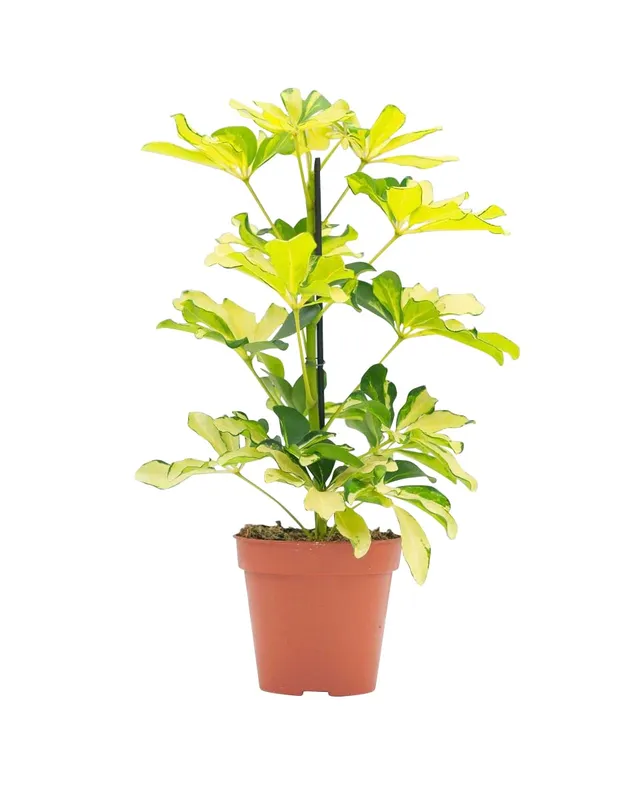 plnts-schefflera-melanie-fingeraralie-zimmerpflanze-13cm image 1