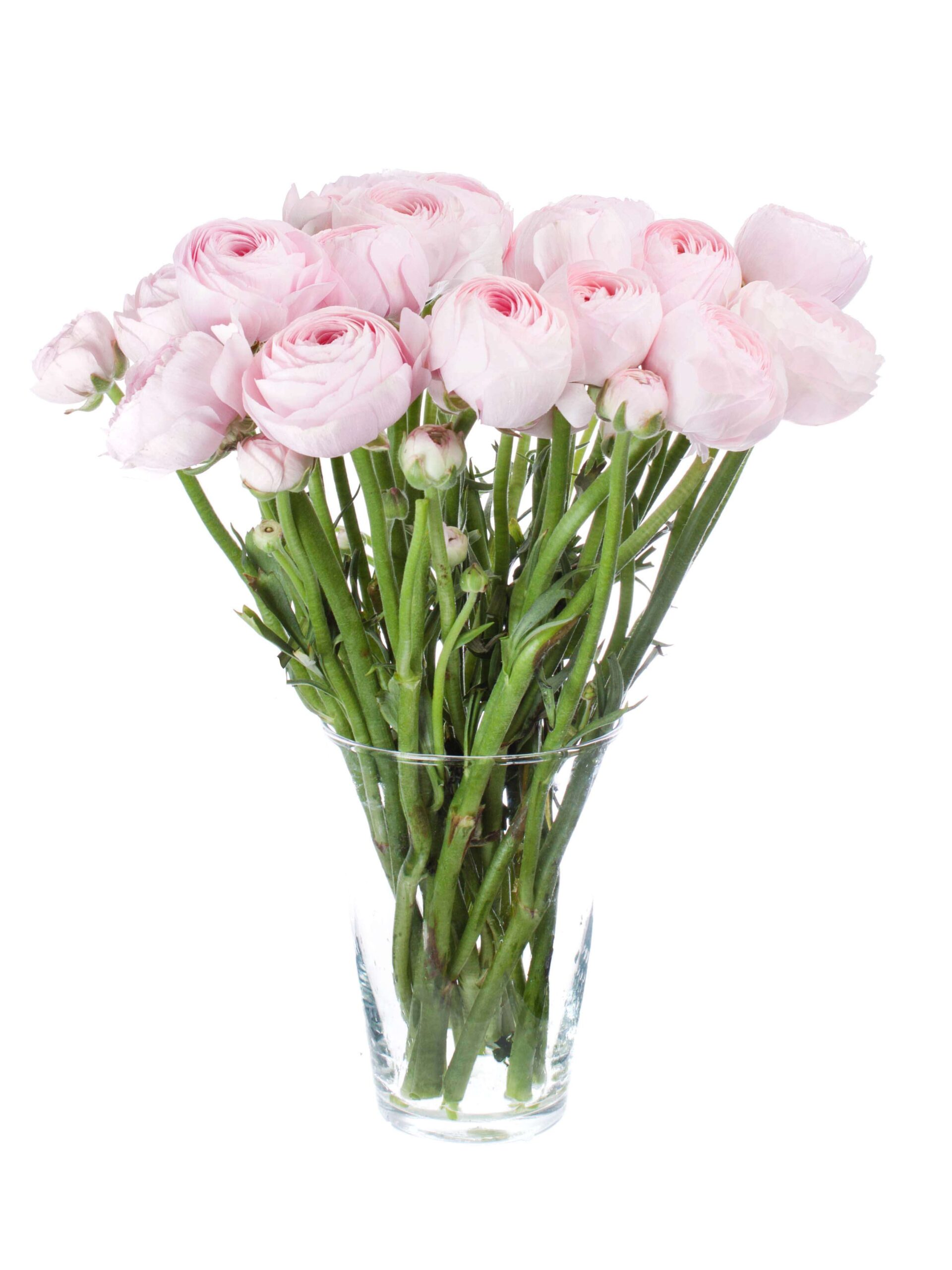 blumigo-ranunkeln-cloni-hanoi-pink-xl-rosa image 5