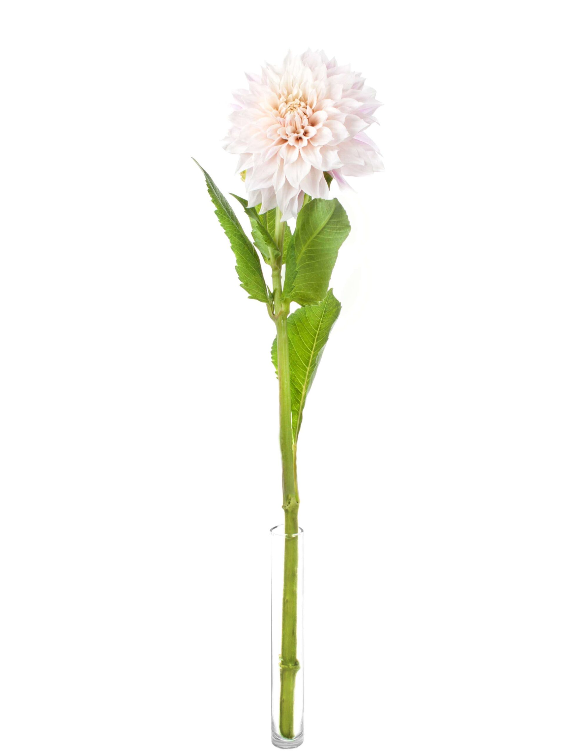blumigo-dahlien-cafe-au-lait-schnittblume-creme-rosa image 3