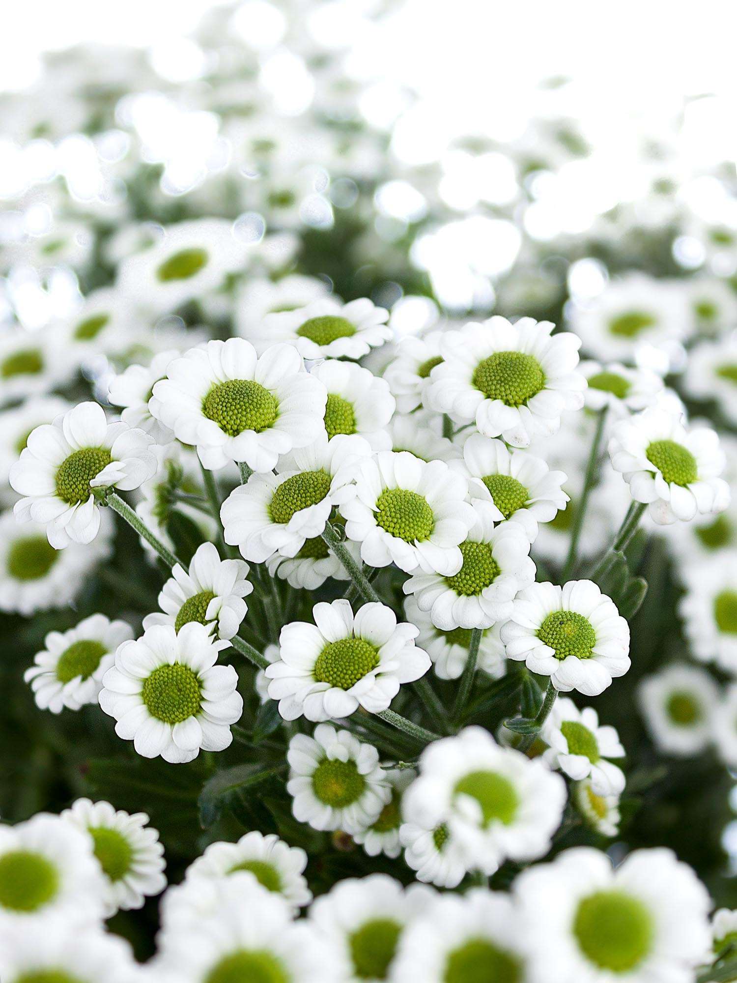 blumigo-chrysanthemen-little-white-schnittblume-wei-gr-n image 1