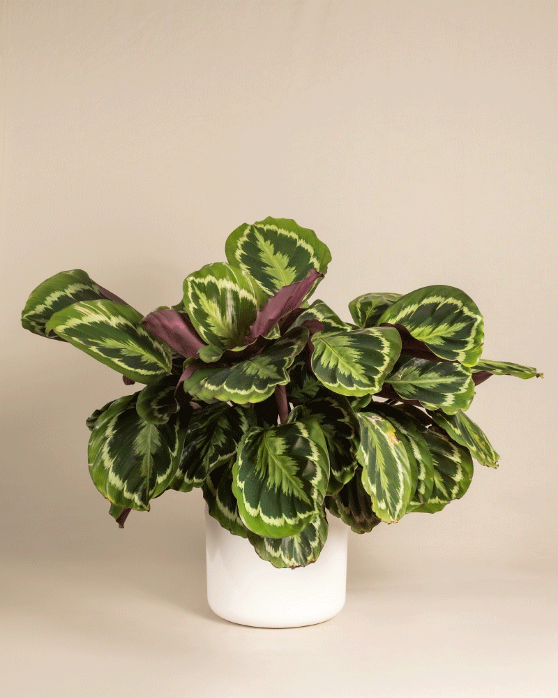feey-calathea-roseopicta-gro-zimmerpflanze-bunte-bl-tter image 7