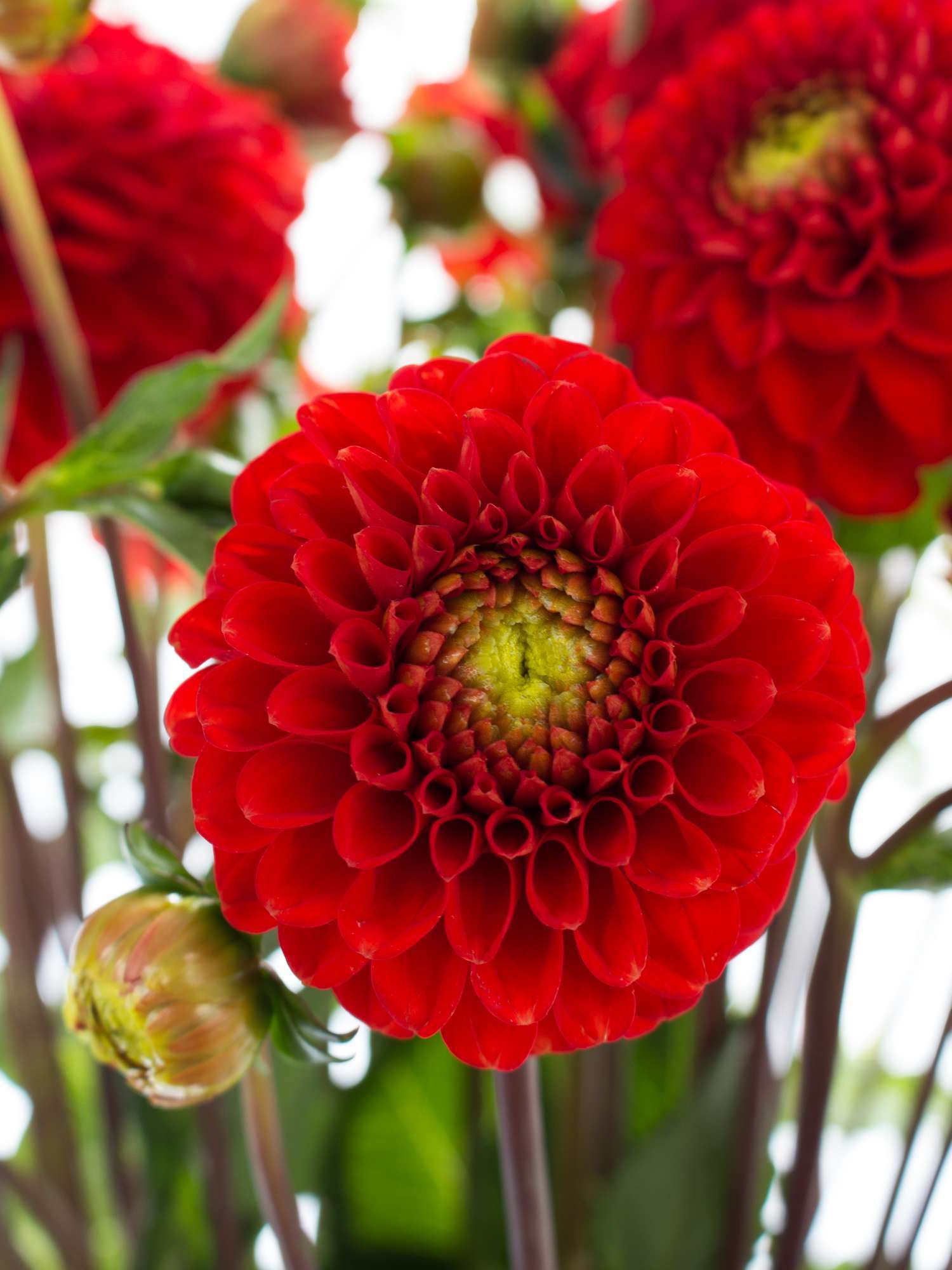 blumigo-bindegr-n-dahlien-salsa-schnittblume-rot-stiel image 1