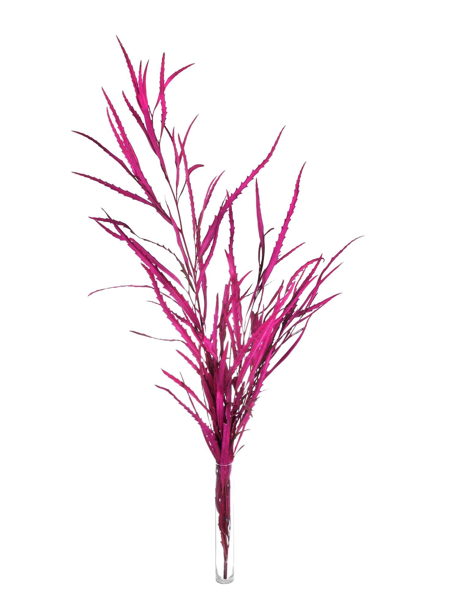 blumigo-proteen-grevillea-schnittblume-gef-rbt-pink image 3