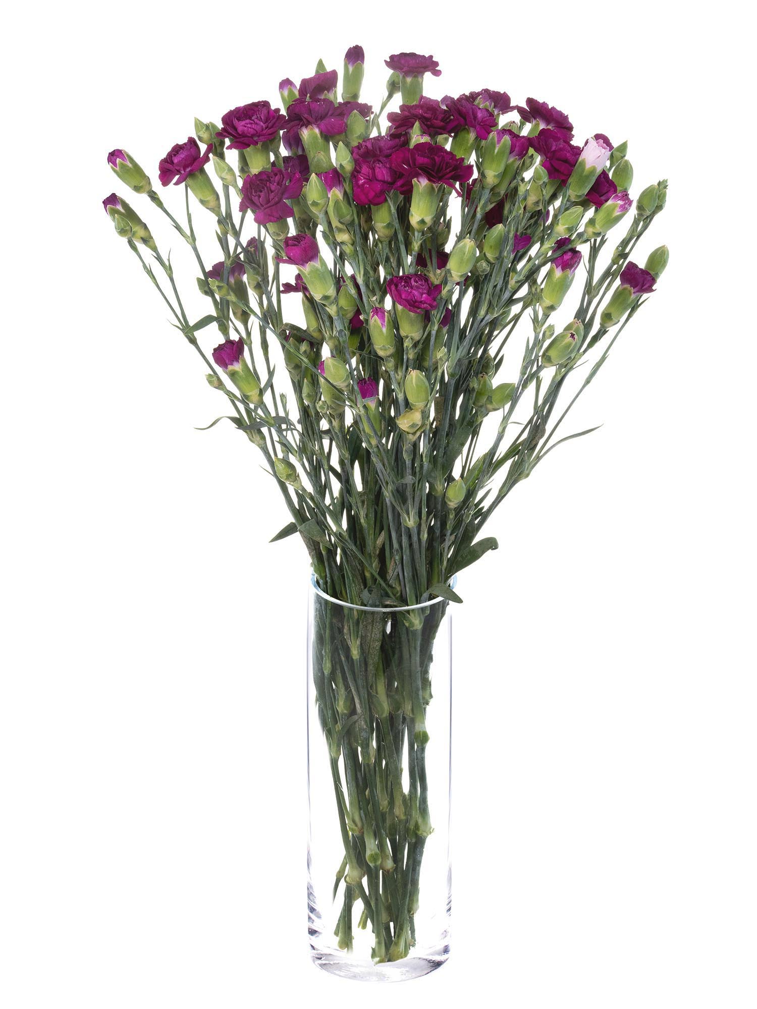 blumigo-nelken-kingfisher-special-schnittblumen-violett-verzweigt image 2