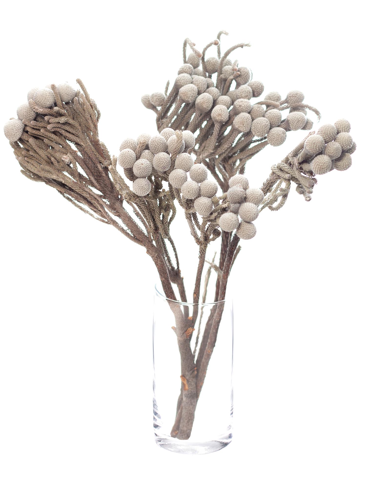 blumigo-trockenblumen-brunia-albiflora-silber-wei-1-bund image 2