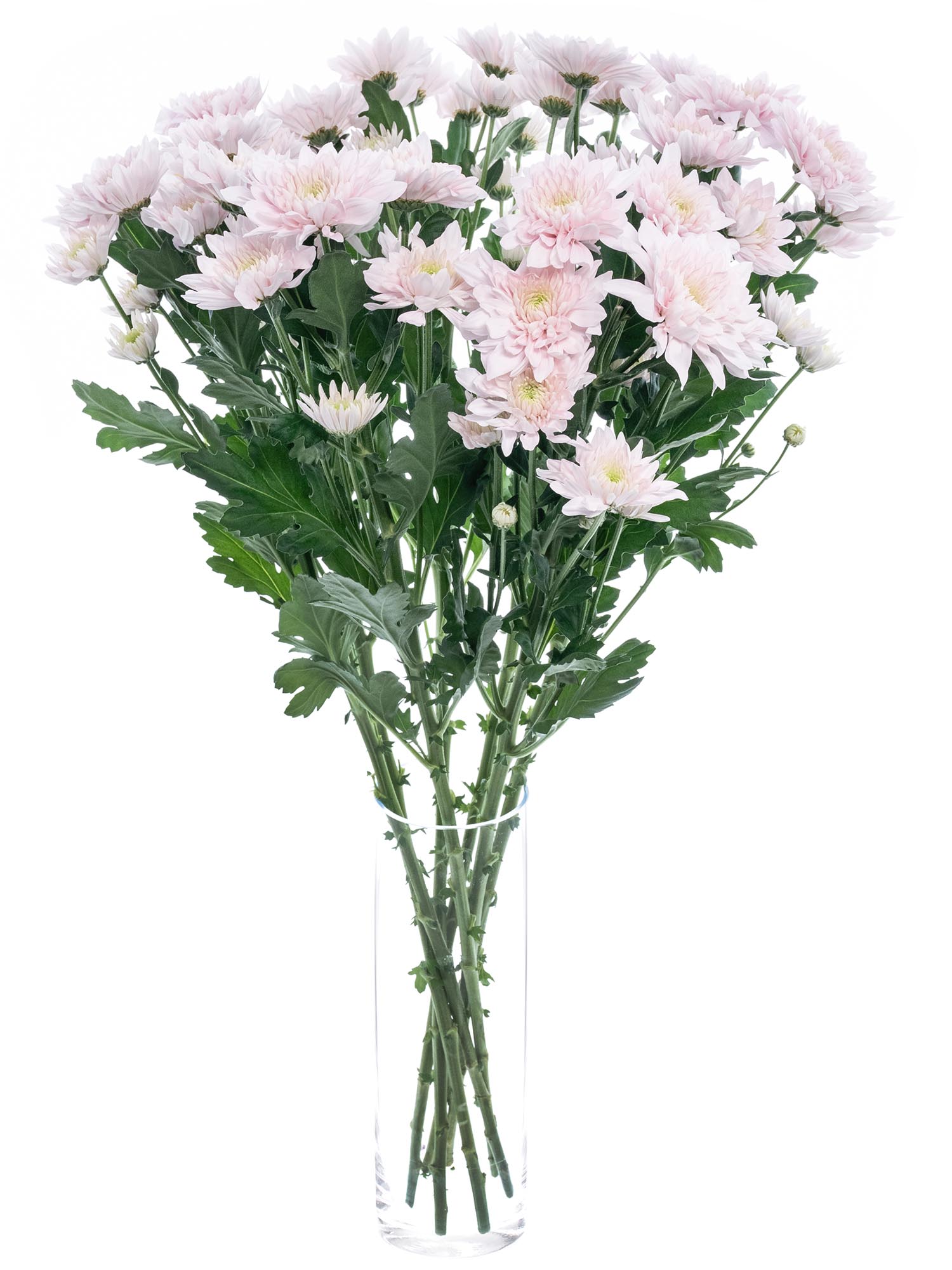 blumigo-chrysanthemen-pastela-pink-hellrosa-verzweigt image 2