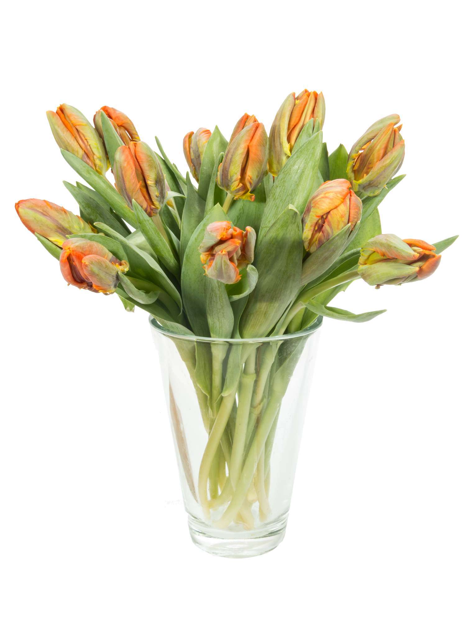 blumigo-tulpen-irene-parrot-papagei-schnittblume-orange-st-ck image 2