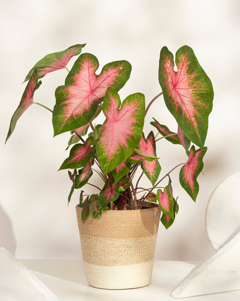 feey-variado-caladium-kathleen-zimmerpflanze-ohne-bertopf-rosa image 6