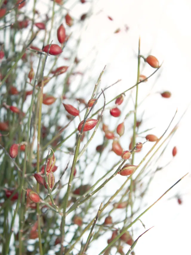 blumigo-zweige-ginsterbeeren-rot-bund-schnittblumen image 1