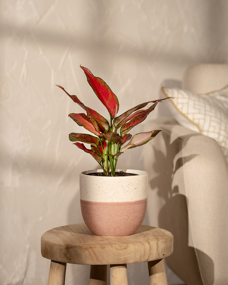 feey-aglaonema-cherry-baby-zimmerpflanze-klein-rot image 4