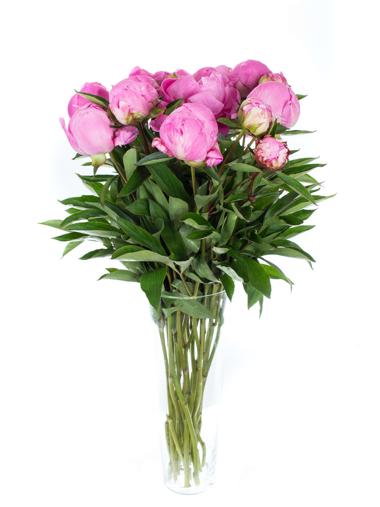 blumigo-pfingstrosen-dr-alexander-fleming-pink-schnittblume image 2