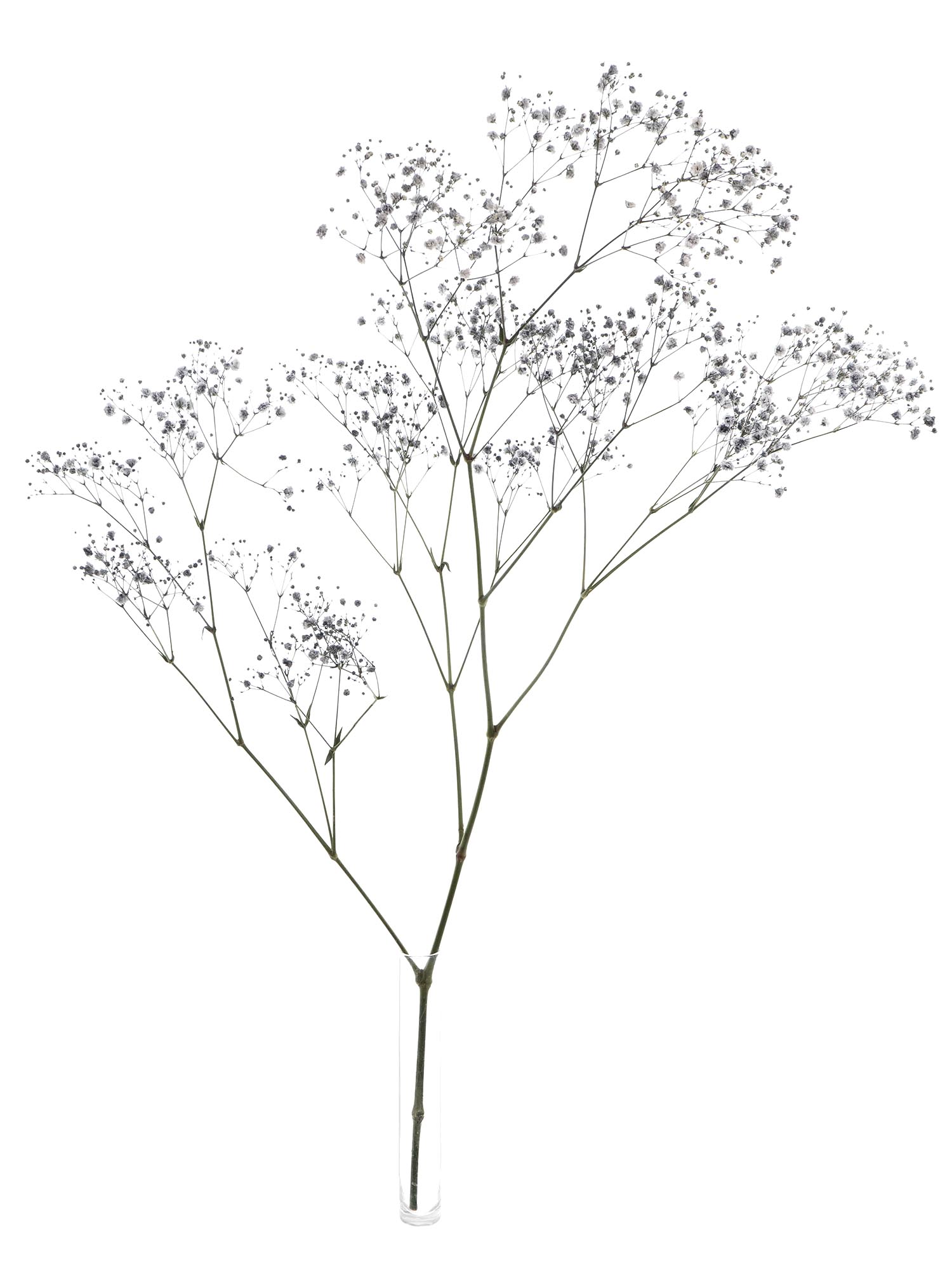 blumigo-schleierkraut-painted-schnittblume-grau-trocken-option image 3