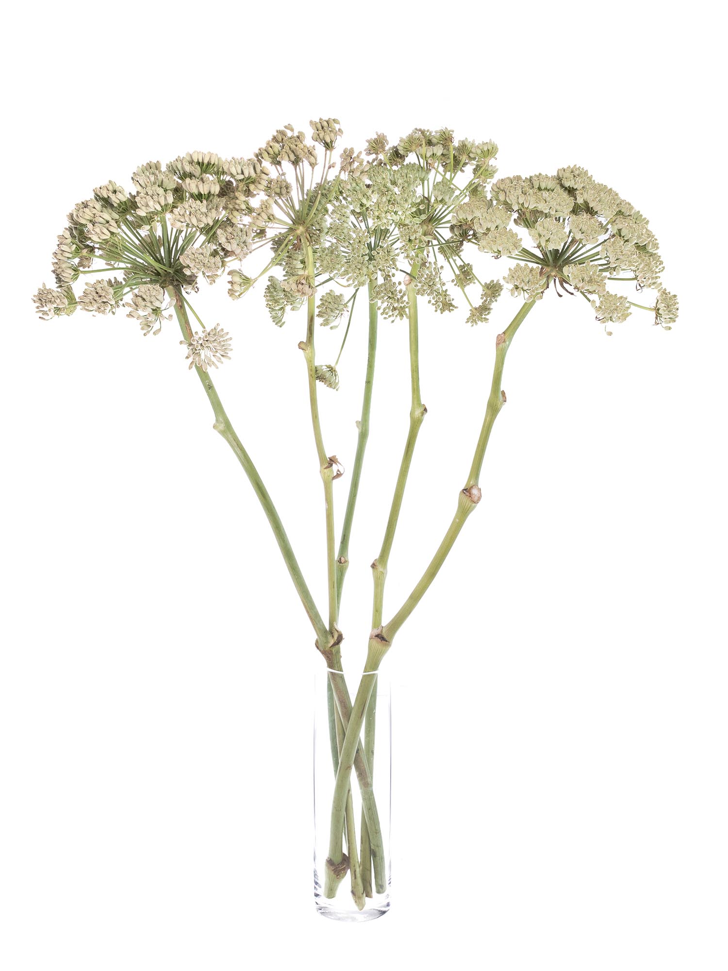 blumigo-blattwerk-und-bindegr-n-riesenfenchel-white-xl-wei-creme image 2