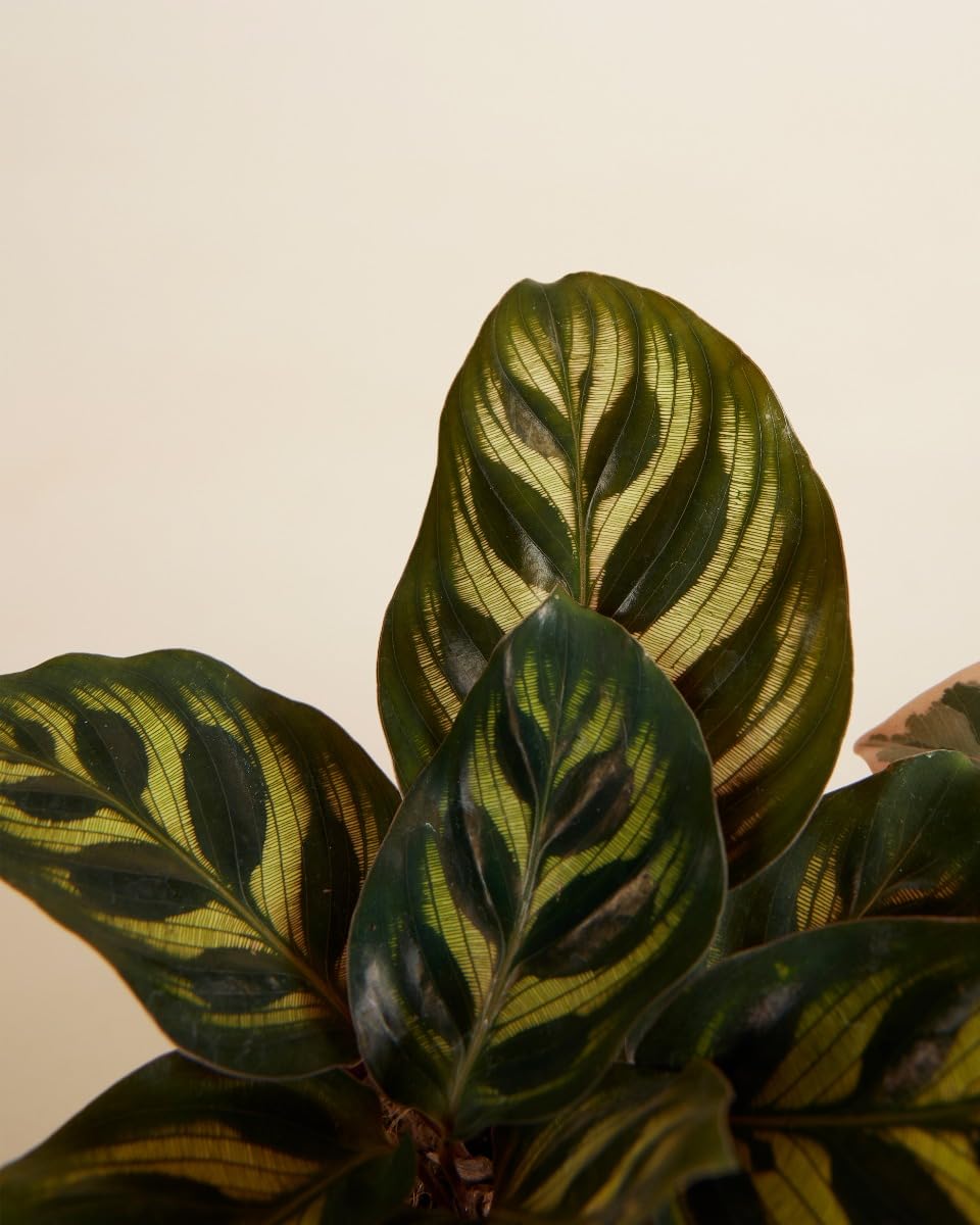 plnts-rareplnts-ficus-calathea-zimmerpflanzen-3er-set-6-cm image 2