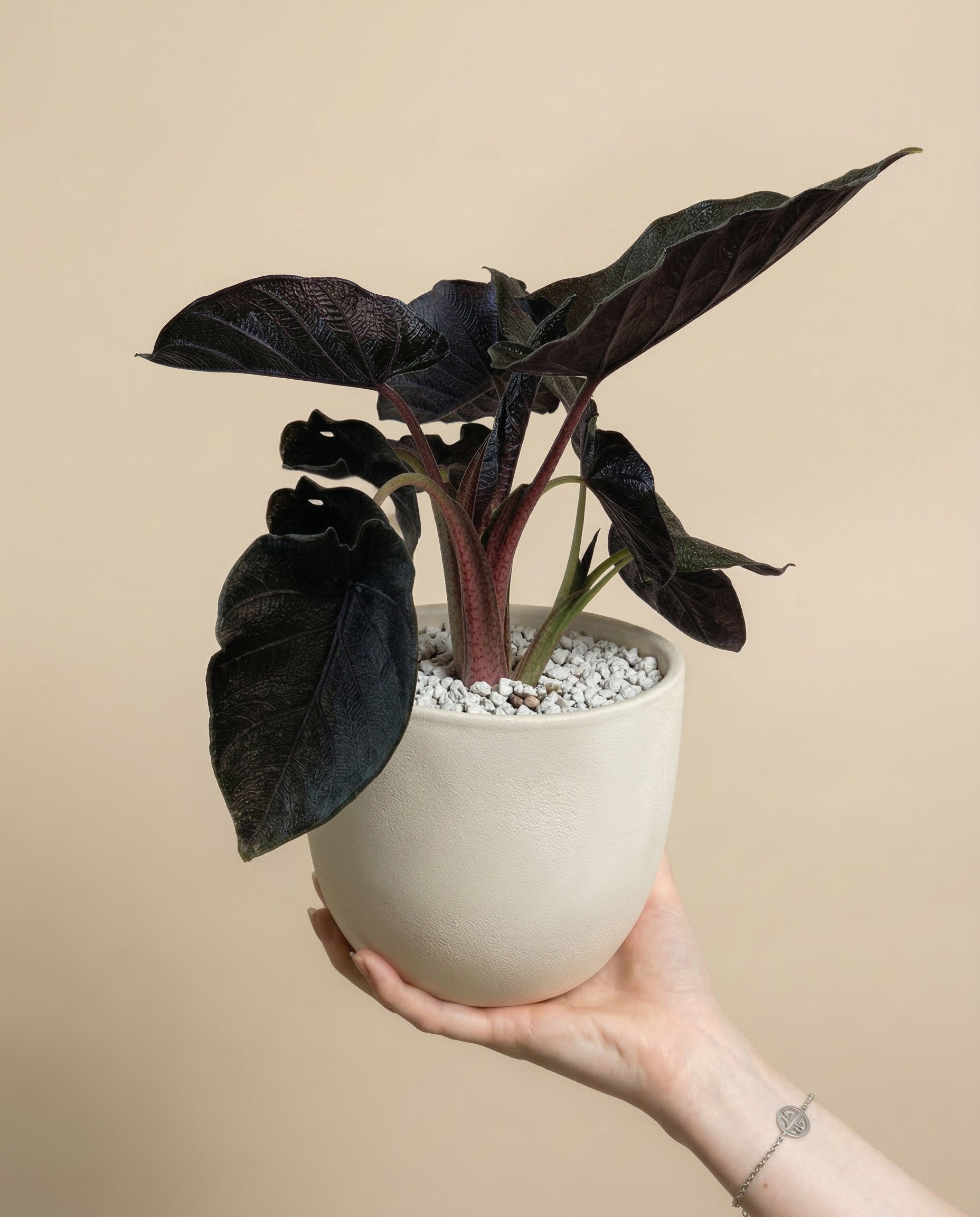 feey-alocasia-antoro-velvet-elefantenohr image 1